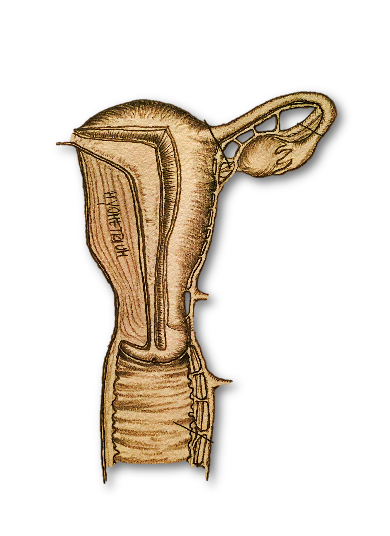 slider-anatomia