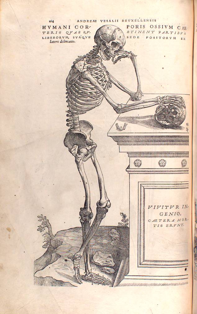 vesalio2